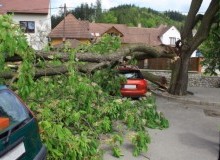 Kwikfynd Tree Cutting Services
vasse